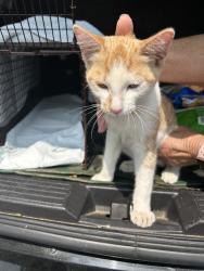 Found/Stray Unknown Cat last seen Gerber Road, Sacramento County, CA 95829
