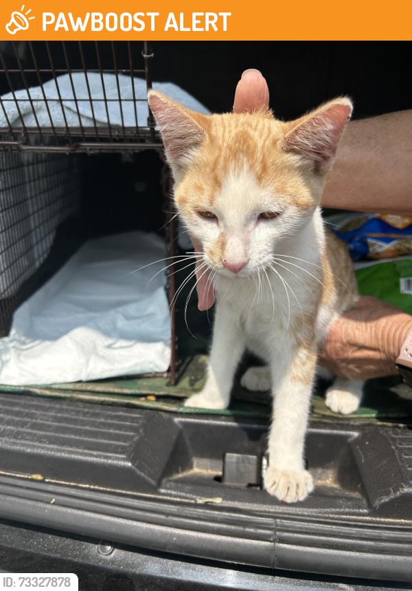 Found/Stray Unknown Cat last seen Gerber Road, Sacramento County, CA 95829