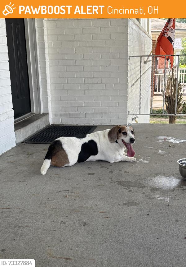 Found/Stray Female Dog last seen Styrax and orchard lane, Cincinnati, OH 45236