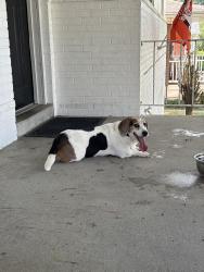Found/Stray Female Dog last seen Styrax and orchard lane, Cincinnati, OH 45236