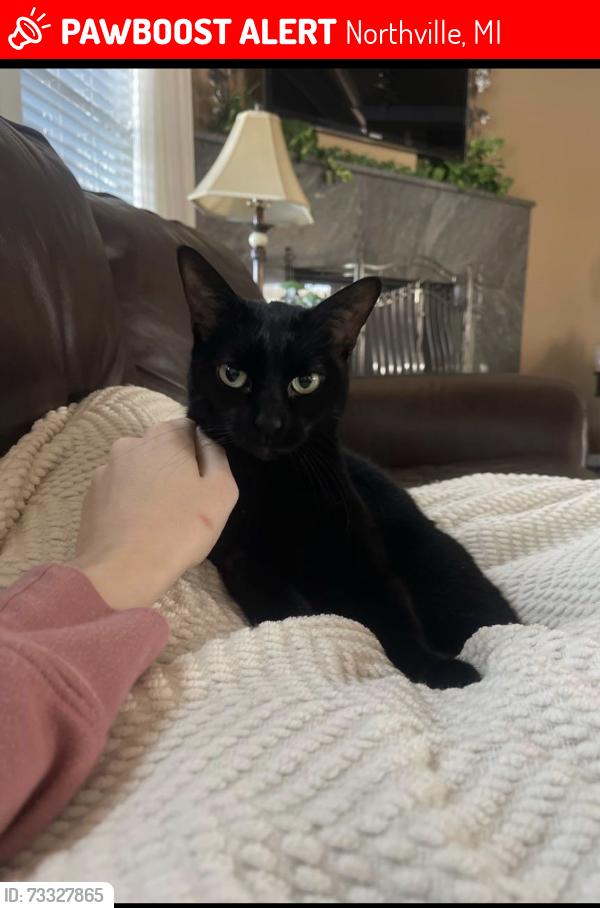 Lost Female Cat last seen 9 MILE AND BECK ROAD, Northville, MI 48167
