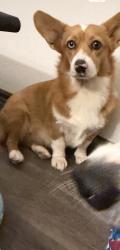 Lost Female Dog last seen Marbach, San Antonio, TX 78245