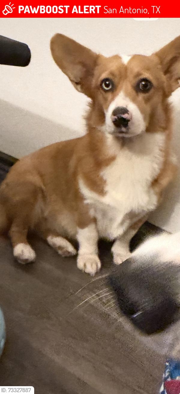 Lost Female Dog last seen Marbach, San Antonio, TX 78245