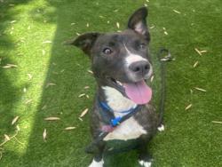 Shelter Stray Female Dog last seen , 1850 W 60th St, Los Angeles, CA 90047, USA