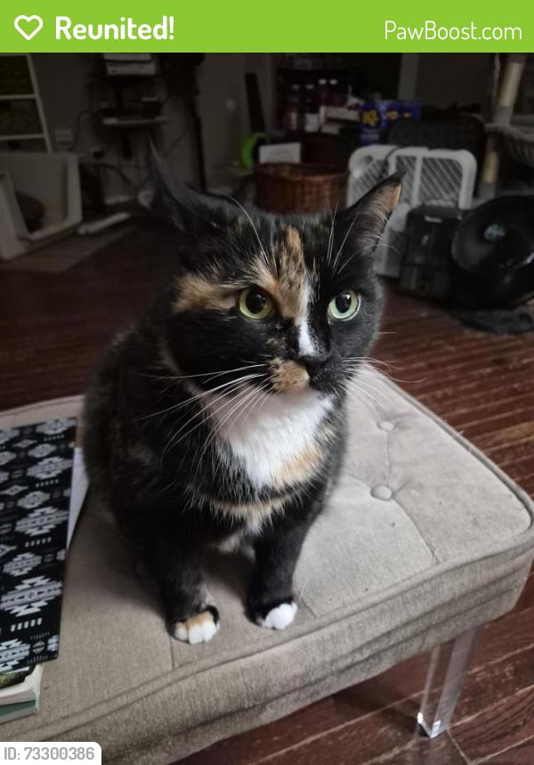 Reunited Female Cat last seen Near 173A Ave Edmonton, Edmonton, AB T5X 6C5