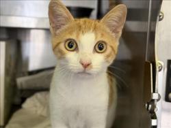 Shelter Stray Male Cat last seen , 1850 W 60th St, Los Angeles, CA 90047, USA