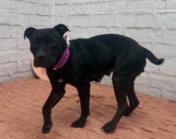 Shelter Stray Female Dog last seen Near BLOCK OAKFIELD ST, DETROIT MI 48235, 7401 Chrysler Dr, Detroit, MI 48211, USA