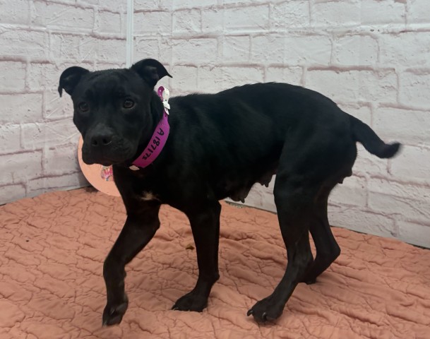Shelter Stray Female Dog last seen Near BLOCK OAKFIELD ST, DETROIT MI 48235, 7401 Chrysler Dr, Detroit, MI 48211, USA