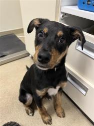 Shelter Stray Female Dog last seen C ST, 31078 LA-36, Lacombe, LA 70445, USA