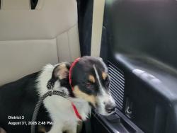 Shelter Stray Male Dog last seen Near BLOCK METTETAL ST, DETROIT MI 48228, 7401 Chrysler Dr, Detroit, MI 48211, USA