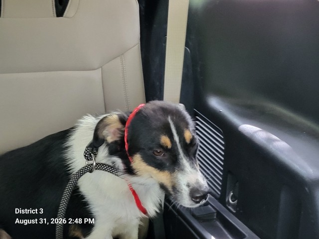 Shelter Stray Male Dog last seen Near BLOCK METTETAL ST, DETROIT MI 48228, 7401 Chrysler Dr, Detroit, MI 48211, USA