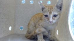 Shelter Stray Male Cat last seen , 11258 Garfield Ave, Downey, CA 90242, USA