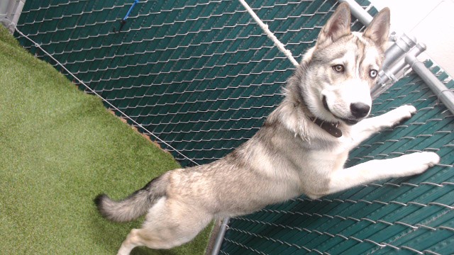 Shelter Stray Female Dog last seen , 11258 Garfield Ave, Downey, CA 90242, USA