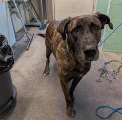 Shelter Stray Male Dog last seen MAIN AVE & RALEY BLVD, 2127 Front St, Sacramento, CA 95818, USA