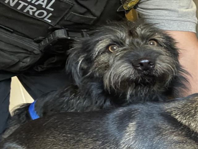 Shelter Stray Male Dog last seen Near BLOCK E 4TH, 227 N D St, Perris, CA 92570, USA