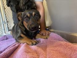 Shelter Stray Male Dog last seen Near BLOCK E 4TH, 227 N D St, Perris, CA 92570, USA
