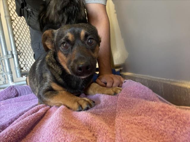 Shelter Stray Male Dog last seen Near BLOCK E 4TH, 227 N D St, Perris, CA 92570, USA