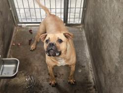 Shelter Stray Male Dog last seen , 14409 Vanowen St, Van Nuys, CA 91405, USA