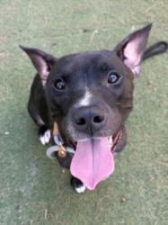 Shelter Stray Female Dog last seen , 11361 W Pico Blvd, Los Angeles, CA 90064, USA