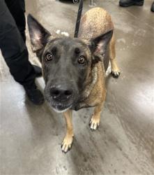Shelter Stray Female Dog last seen AZ 74 AND LAKE PLEASANT PKWY, 2500 S 27th Ave, Phoenix, AZ 85009, USA