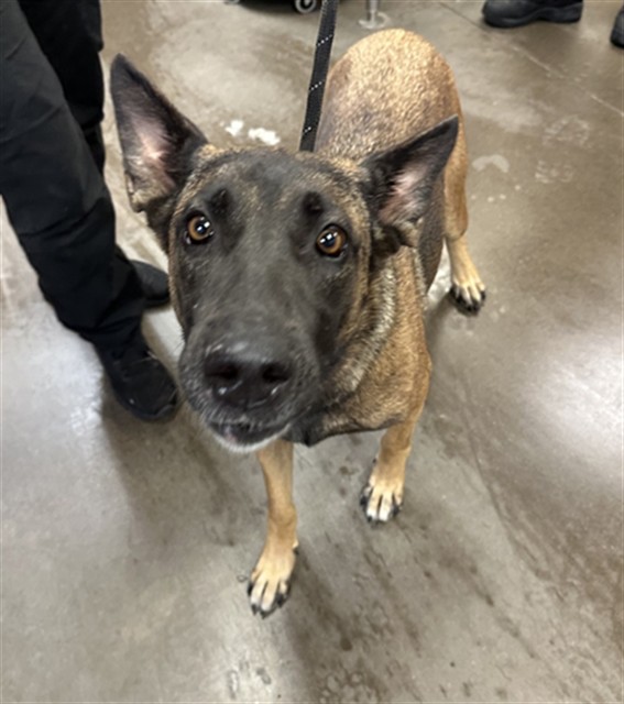 Shelter Stray Female Dog last seen AZ 74 AND LAKE PLEASANT PKWY, 2500 S 27th Ave, Phoenix, AZ 85009, USA