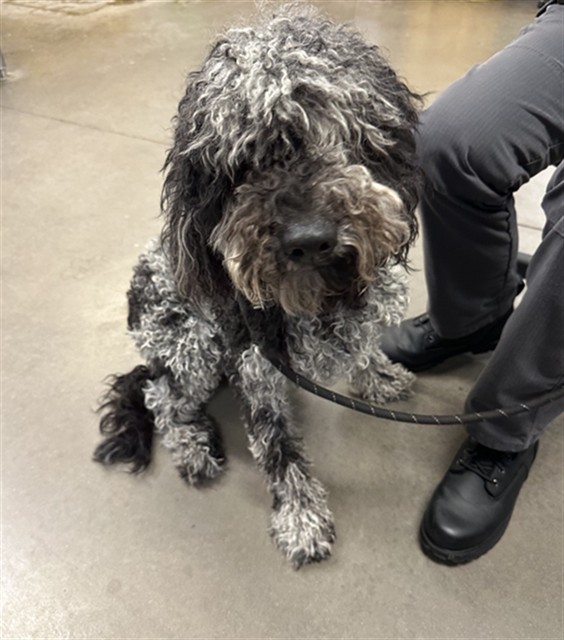 Shelter Stray Male Dog last seen 175TH AVE AND WADDELL RD, 2500 S 27th Ave, Phoenix, AZ 85009, USA