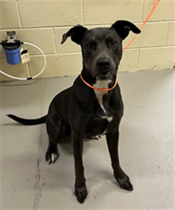 Shelter Stray Male Dog last seen , 232 Eslinger Way, Sanford, FL 32773, USA