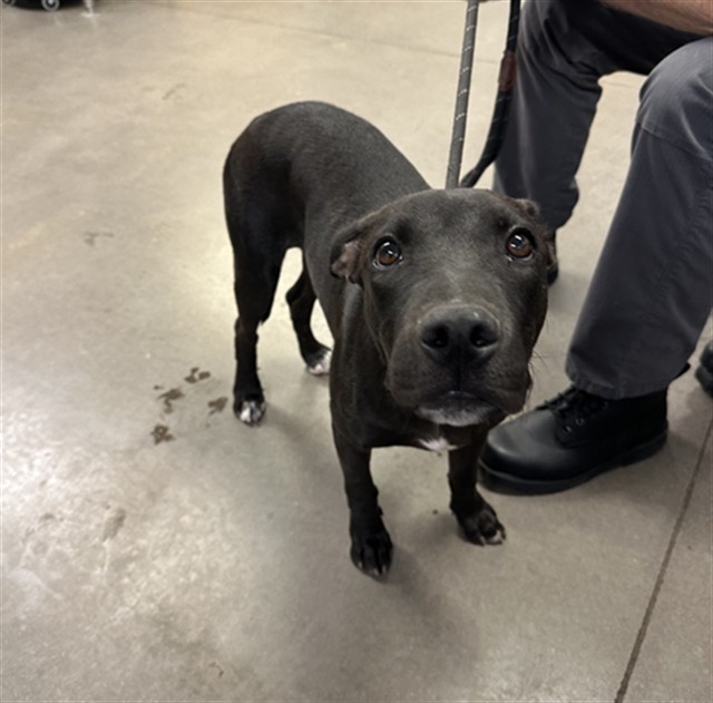 Shelter Stray Male Dog last seen N 157TH ST AND W CROCUS DR, 2500 S 27th Ave, Phoenix, AZ 85009, USA