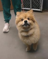 Shelter Stray Male Dog last seen 75TH AVE AND THOMAS RD, 2500 S 27th Ave, Phoenix, AZ 85009, USA