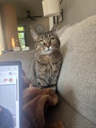 Lost Male Cat last seen Loves Road, Cortland, IL 60112