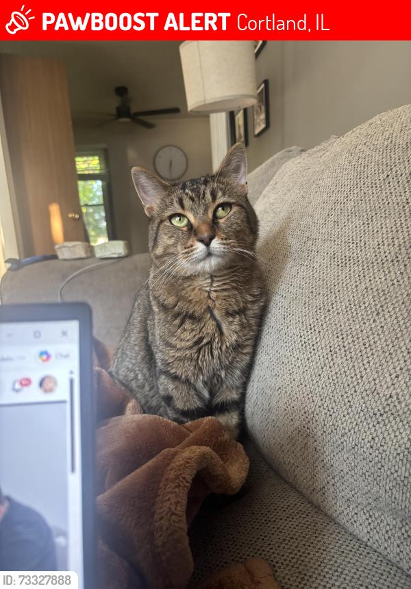 Lost Male Cat last seen Loves Road, Cortland, IL 60112