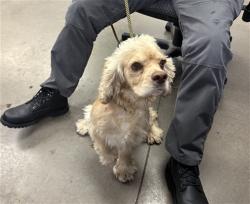 Shelter Stray Male Dog last seen THUNDERBIRD RD AND EL MIRAGE RD, 2500 S 27th Ave, Phoenix, AZ 85009, USA