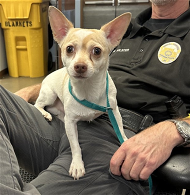 Shelter Stray Male Dog last seen THUNDERBIRD RD AND EL MIRAGE RD, 2500 S 27th Ave, Phoenix, AZ 85009, USA