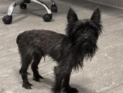 Shelter Stray Male Dog last seen Near BLOCK S HOLLY ST, DENVER CO 80222, 2080 S Quebec St, Denver, CO 80231, USA