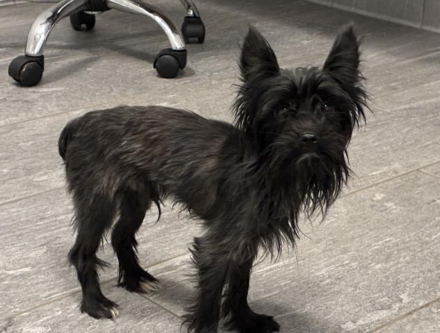 Shelter Stray Male Dog last seen Near BLOCK S HOLLY ST, DENVER CO 80222, 2080 S Quebec St, Denver, CO 80231, USA