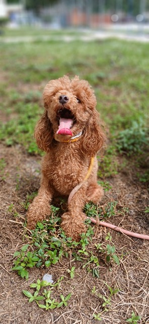 Shelter Stray Female Dog last seen Near BLOCK ARTHUR ST, HOLLYWOOD FL 33021, 2400 SW 42nd St, Fort Lauderdale, FL 33312, USA