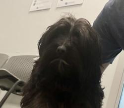 Shelter Stray Female Dog last seen Near BLOCK S HOLLY ST, DENVER CO 80222, 2080 S Quebec St, Denver, CO 80231, USA
