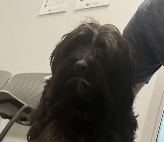 Shelter Stray Female Dog last seen Near BLOCK S HOLLY ST, DENVER CO 80222, 2080 S Quebec St, Denver, CO 80231, USA