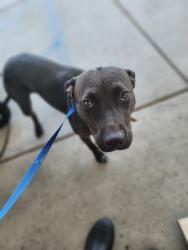 Shelter Stray Female Dog last seen Near BLOCK TIPPERARY DR, BAKERSFIELD CA 93311, 3951 Fruitvale Ave, Bakersfield, CA 93308, USA