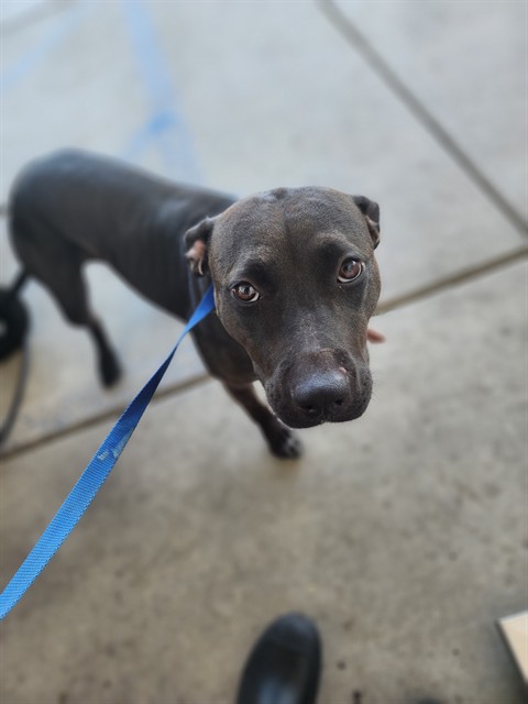 Shelter Stray Female Dog last seen Near BLOCK TIPPERARY DR, BAKERSFIELD CA 93311, 3951 Fruitvale Ave, Bakersfield, CA 93308, USA