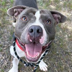Shelter Stray Male Dog last seen Near, 2600 S Harding St, Indianapolis, IN 46221, USA