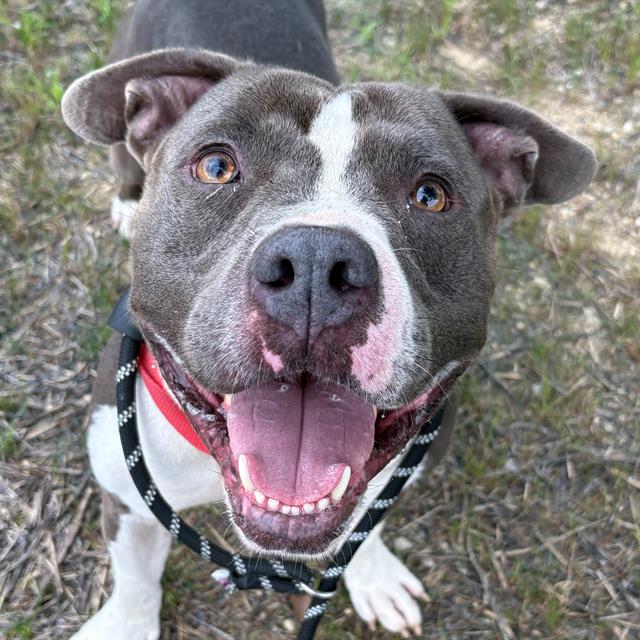 Shelter Stray Male Dog last seen Near, 2600 S Harding St, Indianapolis, IN 46221, USA