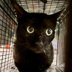 Shelter Stray Male Cat last seen PARROTTE CT/PLYMOUTH AVE, MT DORA, 12280 County Rd 448, Tavares, FL 32778, USA