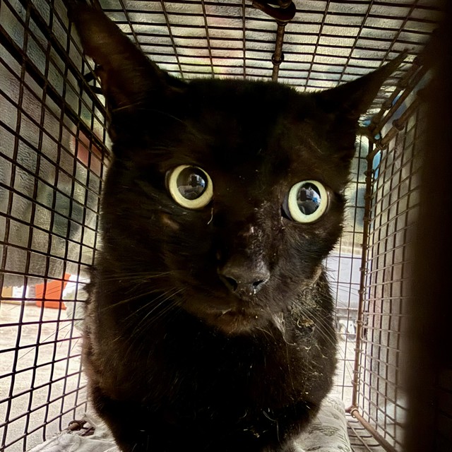 Shelter Stray Male Cat last seen PARROTTE CT/PLYMOUTH AVE, MT DORA, 12280 County Rd 448, Tavares, FL 32778, USA