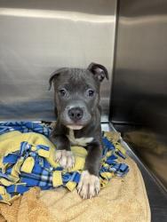 Shelter Stray Male Dog last seen Near BLOCK CRAIGSHIRE, 10521 Baur Blvd, Olivette, MO 63132, USA