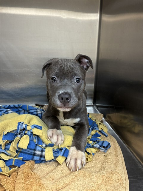 Shelter Stray Male Dog last seen Near BLOCK CRAIGSHIRE, 10521 Baur Blvd, Olivette, MO 63132, USA