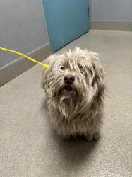 Shelter Stray Male Dog last seen Near BLOCK N 28TH ST, LAS VEGAS NV 89101, 655 N Mojave Rd, Las Vegas, NV 89101, USA