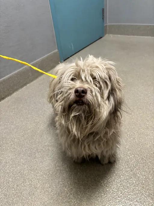 Shelter Stray Male Dog last seen Near BLOCK N 28TH ST, LAS VEGAS NV 89101, 655 N Mojave Rd, Las Vegas, NV 89101, USA