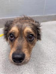 Shelter Stray Male Dog last seen Near BLOCK N 28TH ST, LAS VEGAS NV 89101, 655 N Mojave Rd, Las Vegas, NV 89101, USA