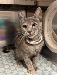 Shelter Stray Female Cat last seen GREENBUSH PL, 10521 Baur Blvd, Olivette, MO 63132, USA